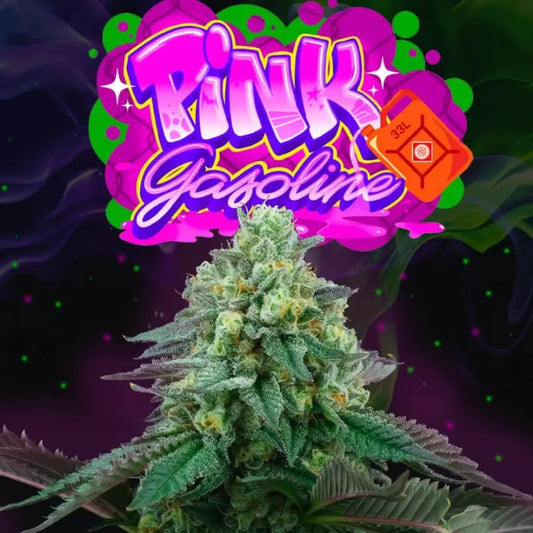 Pink Gasoline Feminisiert Perfect Tree Seeds