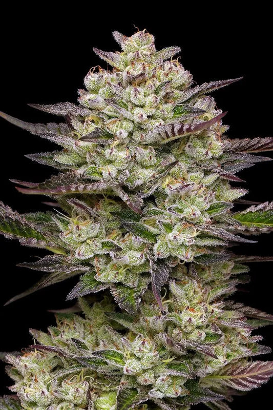 Puff Pastry Feminisiert Humboldt Seed Company