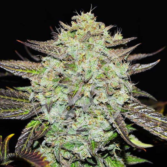 Purple Mango Kush ® Feminisiert Delicious Seeds