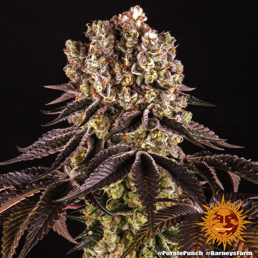 Purple Punch Feminisiert Barney's Farm