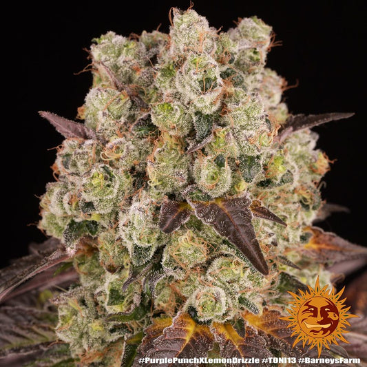Purple Punch x Lemon Drizzle Feminisiert Barney's Farm