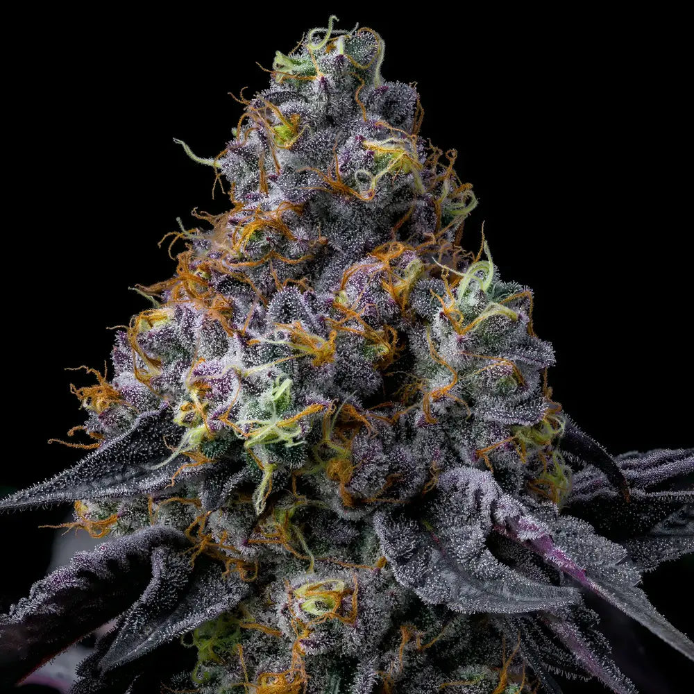Rainbow Sherbet Feminisiert Barney's Farm