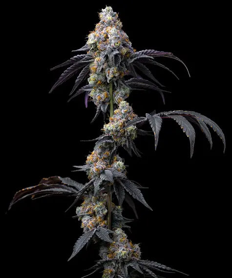 Rainbow Sherbet Feminisiert Barney's Farm