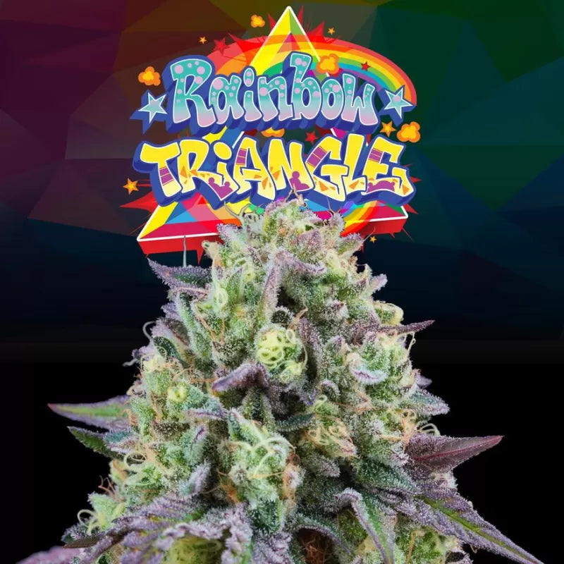 Rainbow Triangle Feminisiert Perfect Tree Seeds