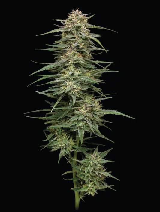 Raspberry Parfait Feminisiert Humboldt Seed Company