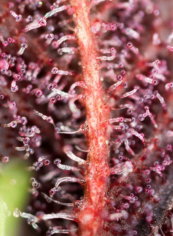 Red Hot Cookies® Feminisiert Sweet Seeds