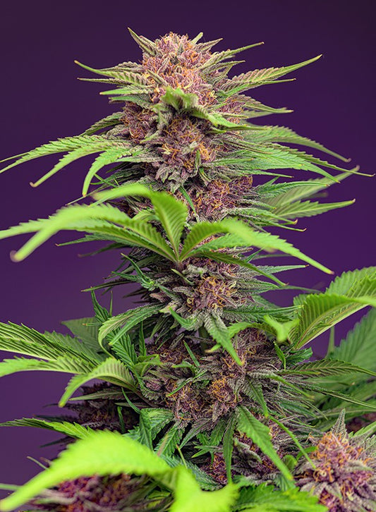 Auto Red Mimosa XL® (Feminisiert) Sweet Seeds
