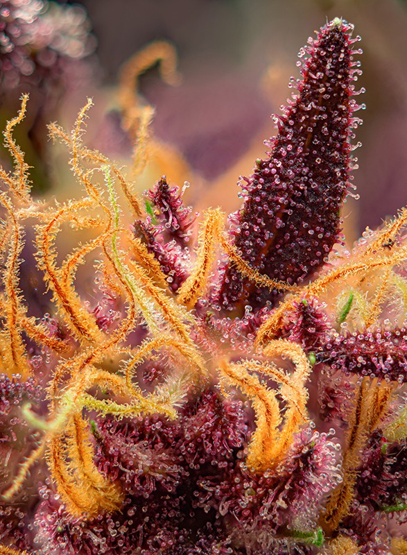 Auto Red Mimosa XL® (Feminisiert) Sweet Seeds