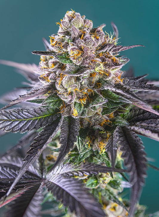 Auto Red Strawberry Banana® (Feminisiert) Sweet Seeds