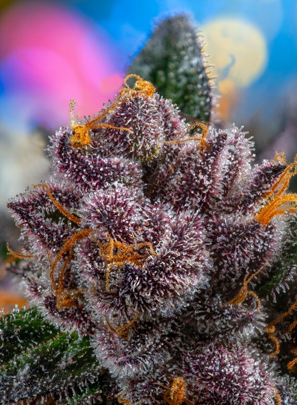 Auto Red Strawberry Banana® (Feminisiert) Sweet Seeds