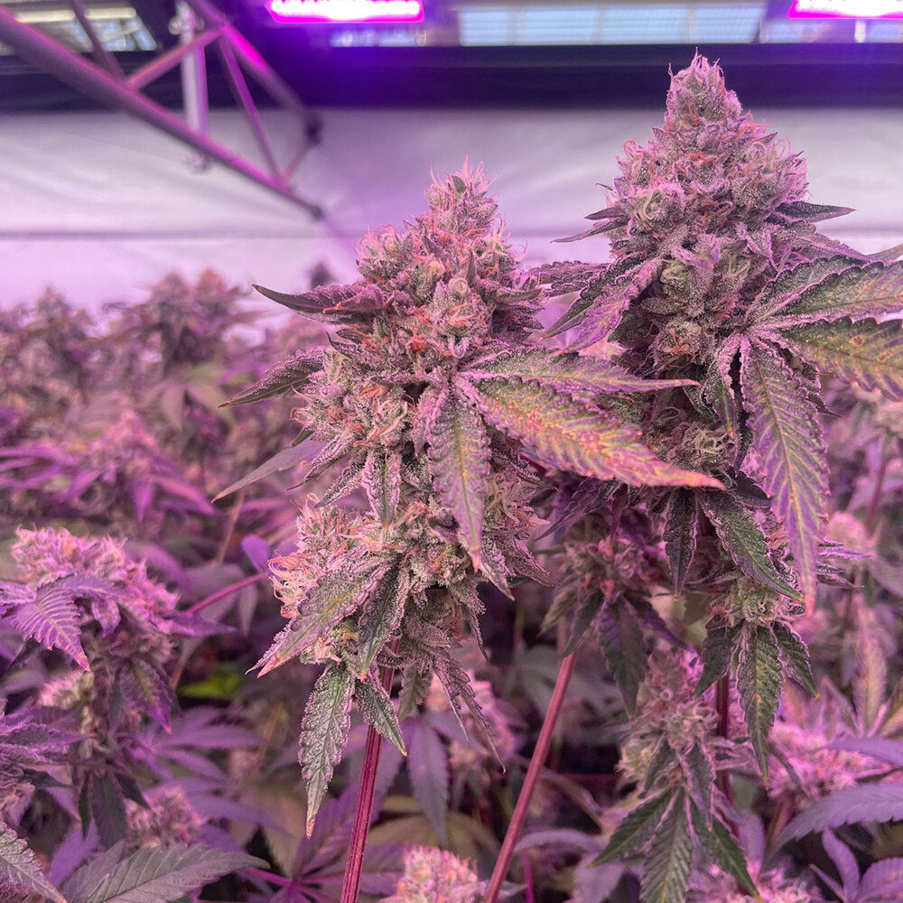 RS11 x Banana OG Feminisiert Kaliforniens DOJA Exclusive X Barney's Farm