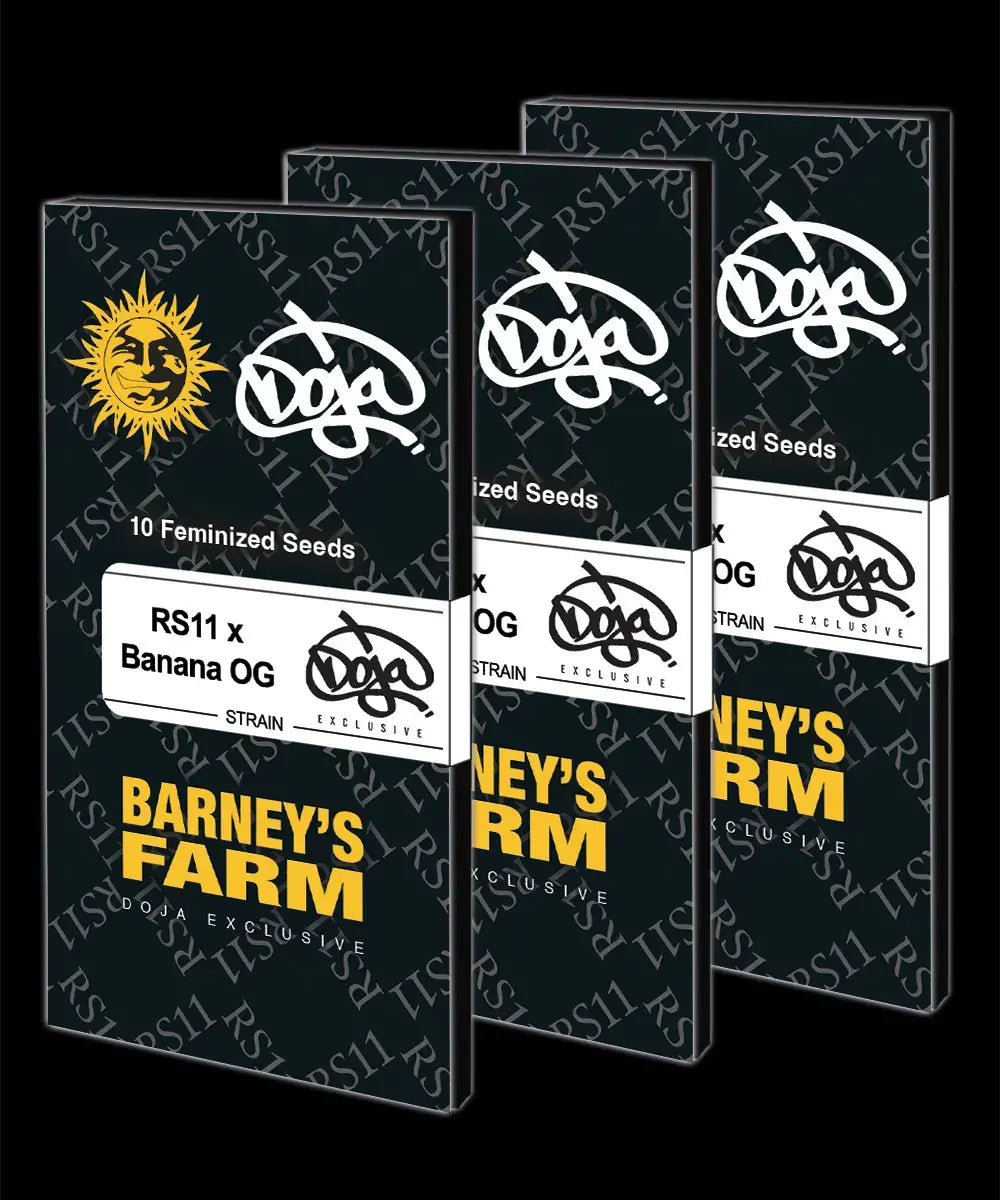 RS11 x Banana OG Feminisiert Kaliforniens DOJA Exclusive X Barney's Farm