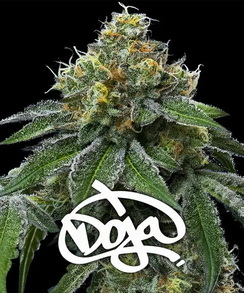 RS11 x Banana OG Feminisiert Kaliforniens DOJA Exclusive X Barney's Farm