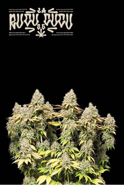 Auto Rucu Cucu OG© (Feminisiert) Seedstockers
