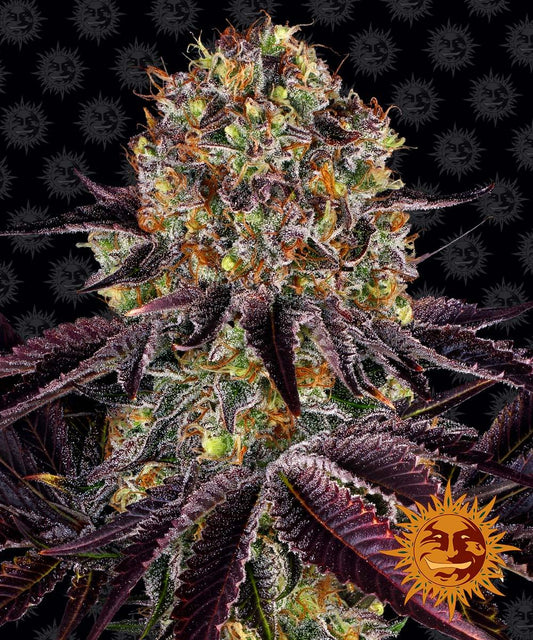 Runtz x Layer Cake Feminisiert Barney's Farm
