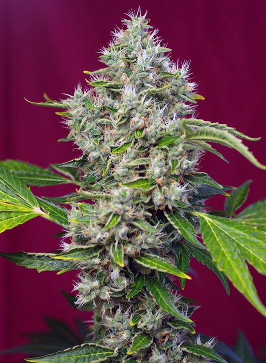 San Fernando Lemon Kush® Feminisiert Sweet Seeds
