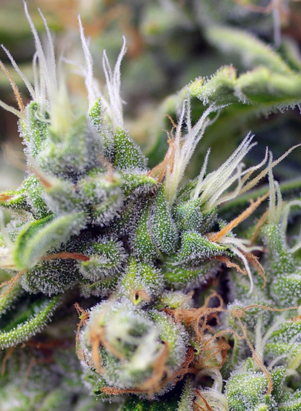 San Fernando Lemon Kush® Feminisiert Sweet Seeds