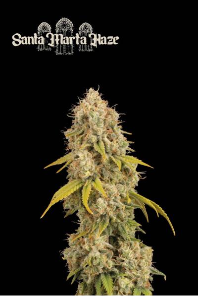 Santa Marta Haze© Feminisiert Seedstockers