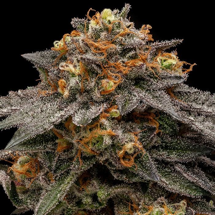 Shimo Feminisiert Ripper Seeds