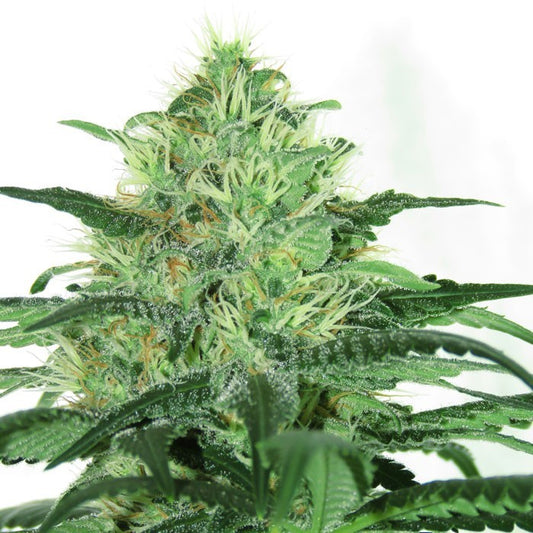 Sideral Feminisiert Ripper Seeds