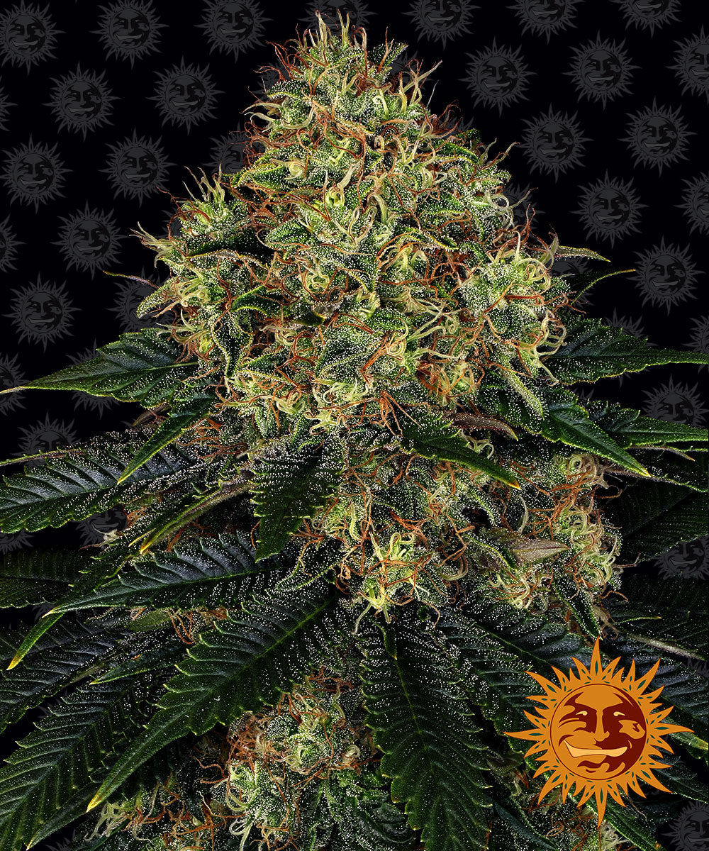 Auto Skywalker OG (Feminisiert) Barney's Farm
