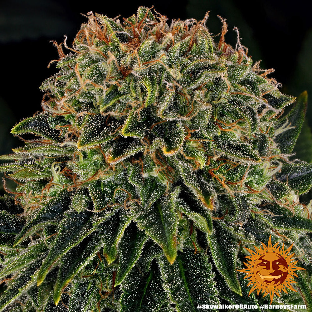 Auto Skywalker OG (Feminisiert) Barney's Farm