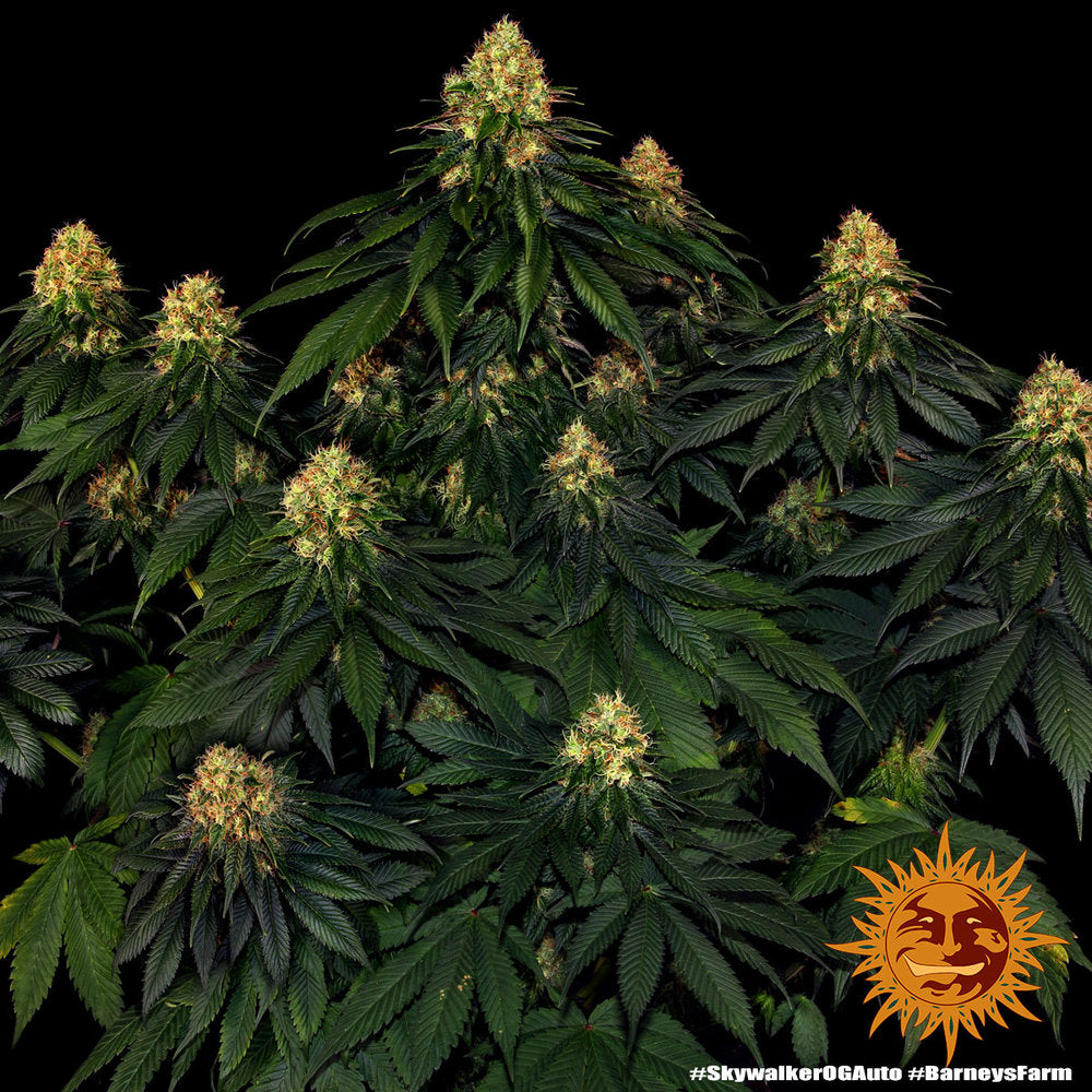 Auto Skywalker OG (Feminisiert) Barney's Farm