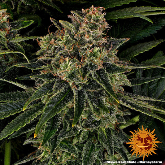 Auto Skywalker OG (Feminisiert) Barney's Farm