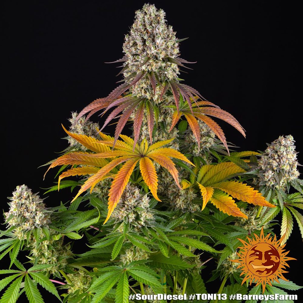 Sour Diesel Feminisiert Barney's Farm