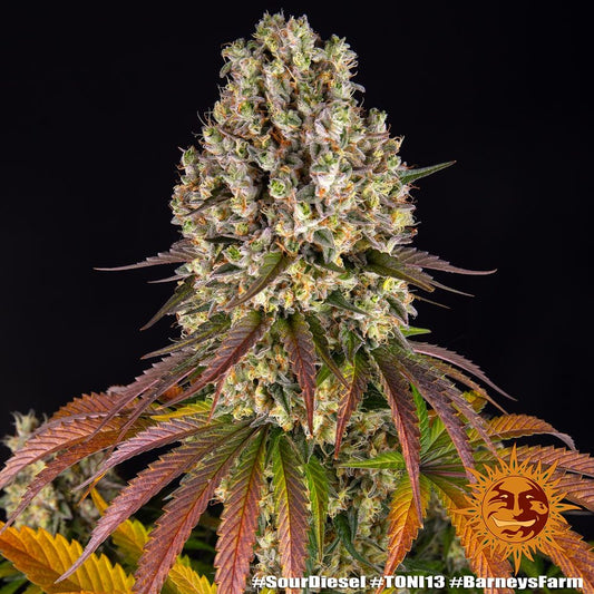Sour Diesel Feminisiert Barney's Farm