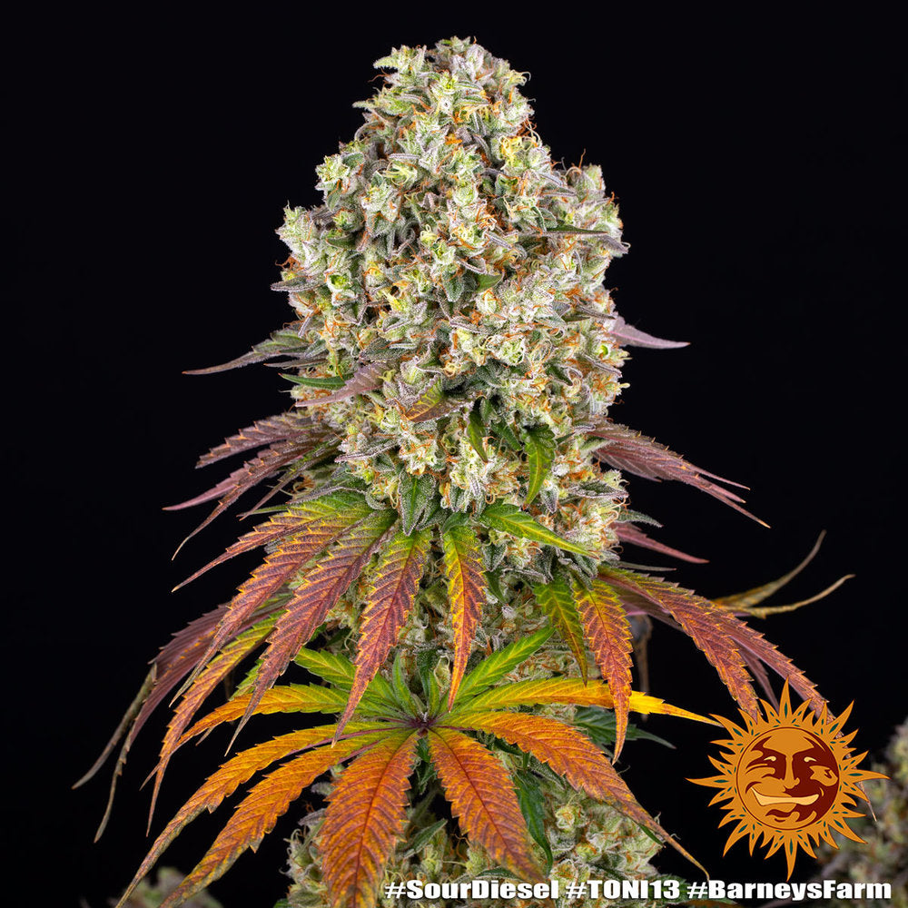 Sour Diesel Feminisiert Barney's Farm