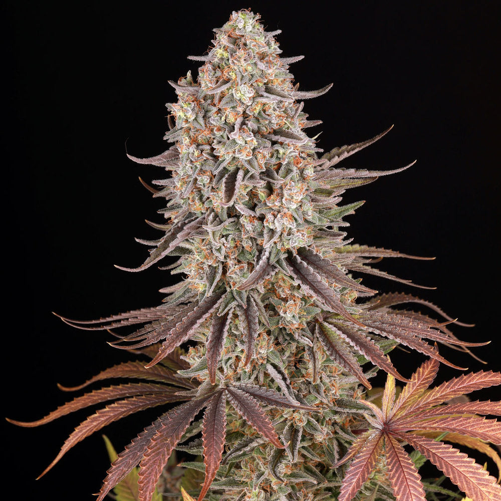 Sour Strawberry Feminisiert Barney's Farm