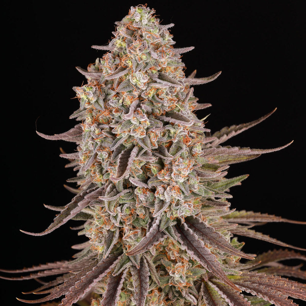 Sour Strawberry Feminisiert Barney's Farm