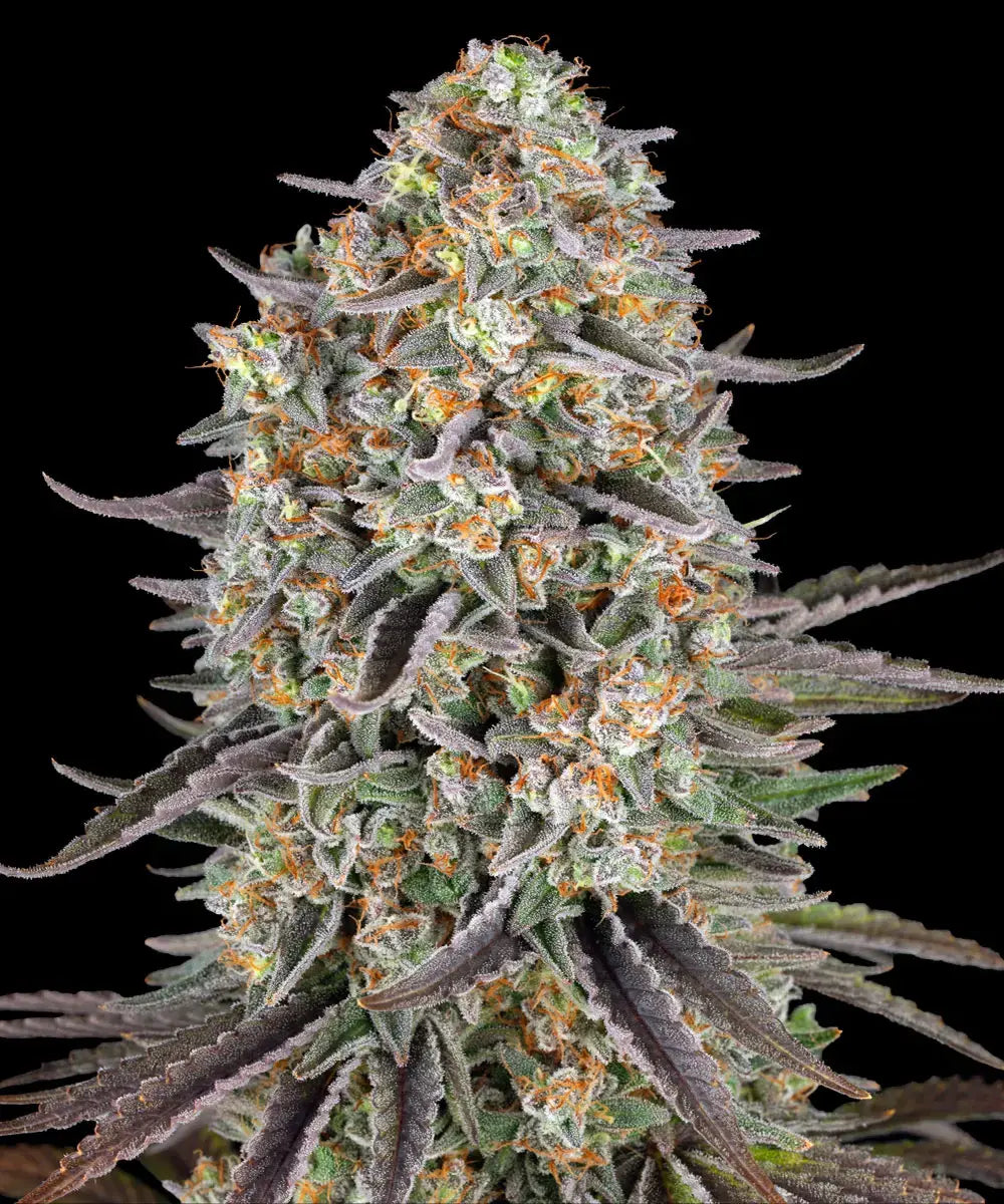 Sour Strawberry Feminisiert Barney's Farm