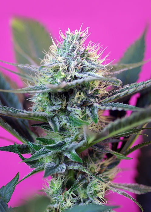 Auto +Speed® (Feminisiert) Sweet Seeds