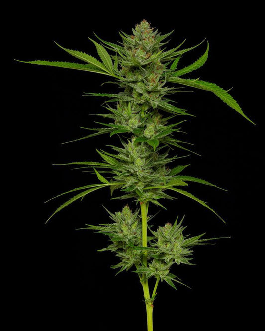 Slightly Stoopid Fruits Feminisiert Humboldt Seed Company