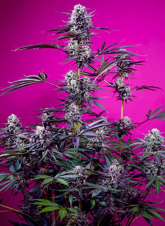 Auto Studio 54 Stardust® (Feminisiert) Sweet Seeds
