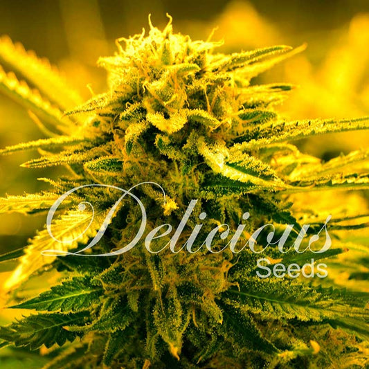 Auto Sugar Black Rose ® (Feminisiert) Delicious Seeds