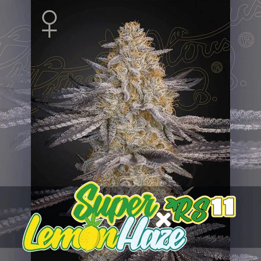 Super Lemon Haze x RS11 Feminisiert Green House Seeds Company