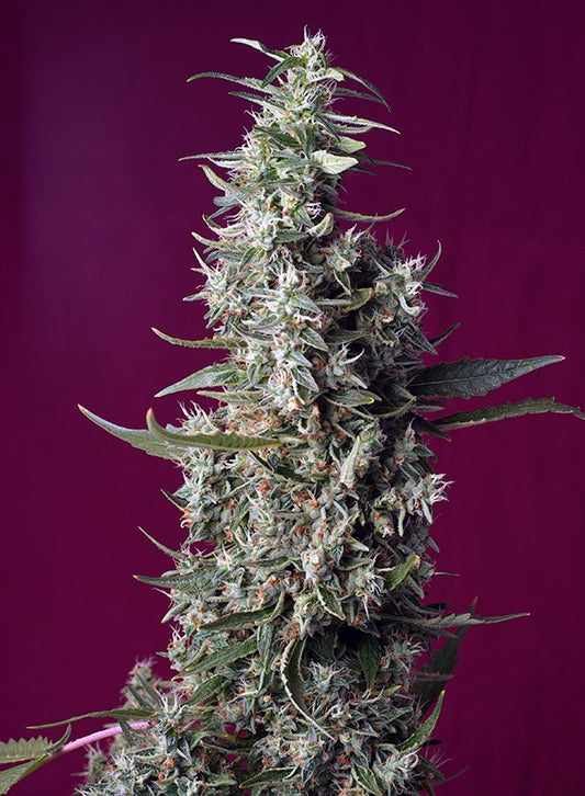 Sweet Cherry Pie® Feminisiert Sweet Seeds
