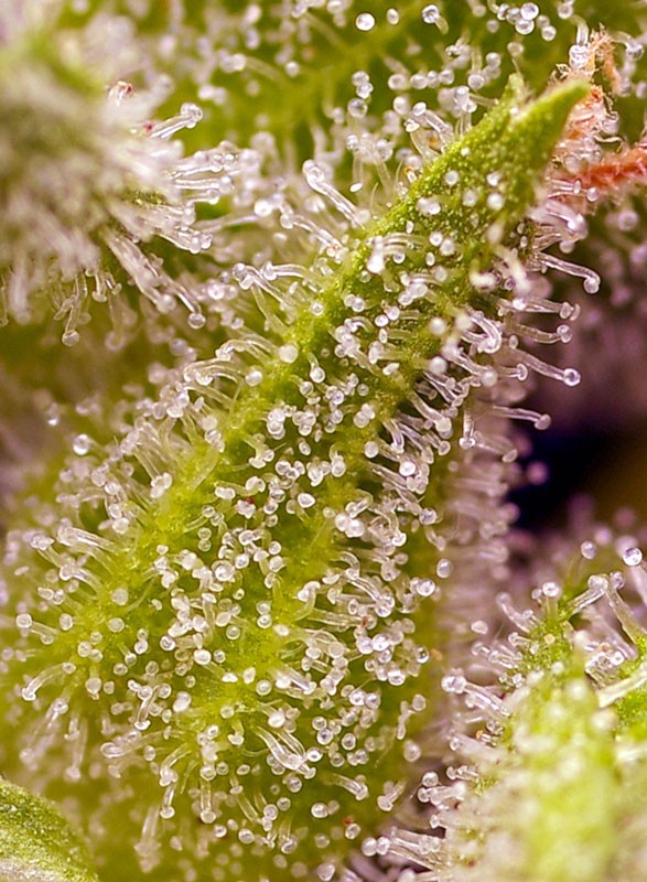 Sweet Cherry Pie® Feminisiert Sweet Seeds