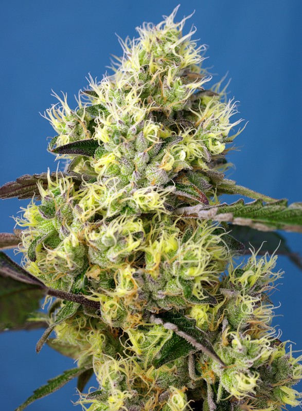 Auto Sweet Gelato® (Feminisiert) Sweet Seeds