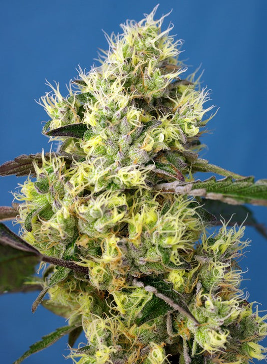 Auto Sweet Gelato® (Feminisiert) Sweet Seeds