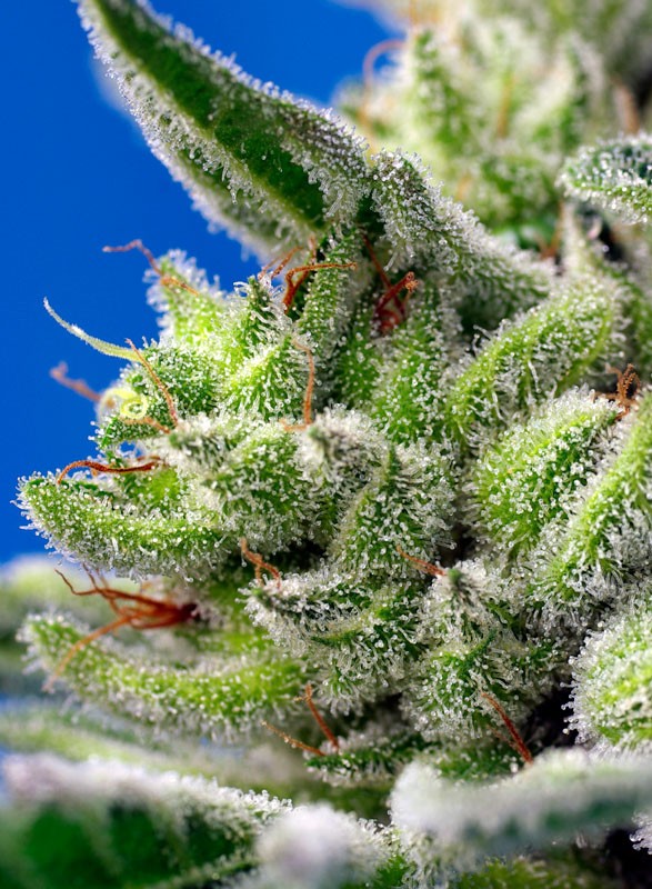 Auto Sweet Gelato® (Feminisiert) Sweet Seeds