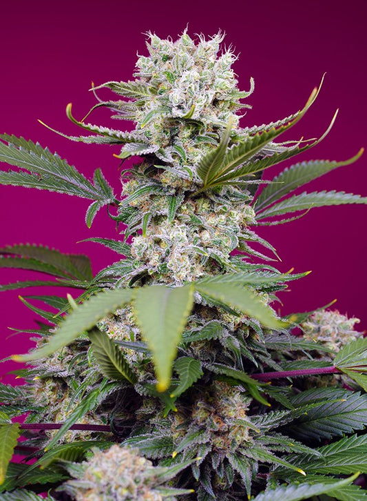 Auto Sweet Mandarine Zkittlez XL® (Feminisiert) Sweet Seeds