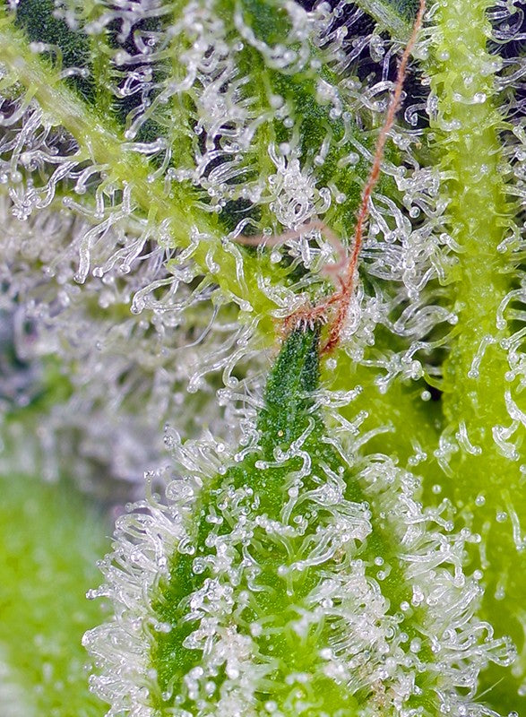 Auto Sweet Mandarine Zkittlez XL® (Feminisiert) Sweet Seeds