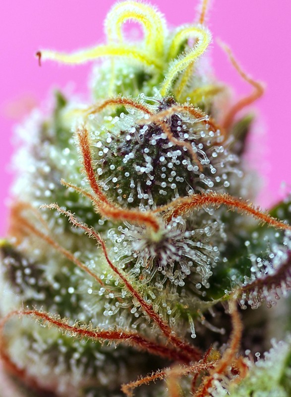 Auto Sweet Mimosa XL® (Feminisiert) Sweet Seeds
