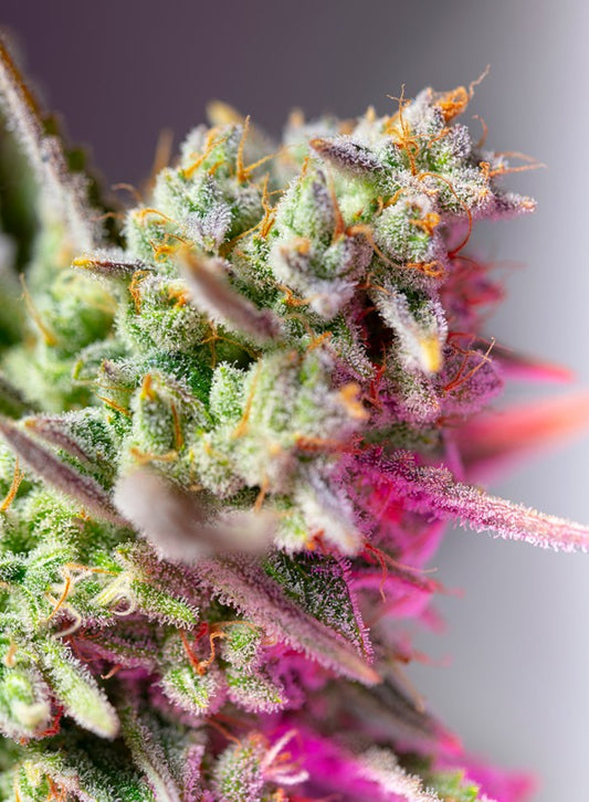 Auto Sweet Mimosa XL® (Feminisiert) Sweet Seeds