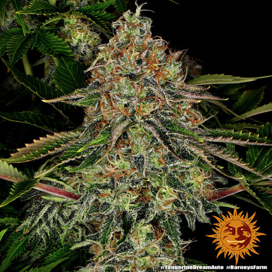 Auto Tangerine Dream (Feminisiert) Barney's Farm