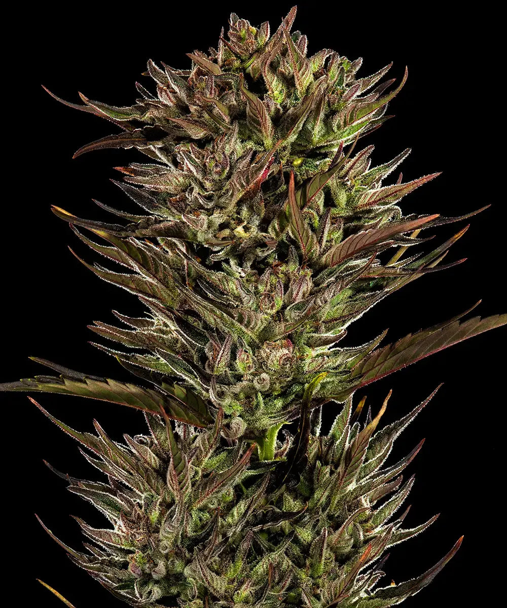Auto Thin Mint x Sour Pinot (Feminisiert) Barney's Farm